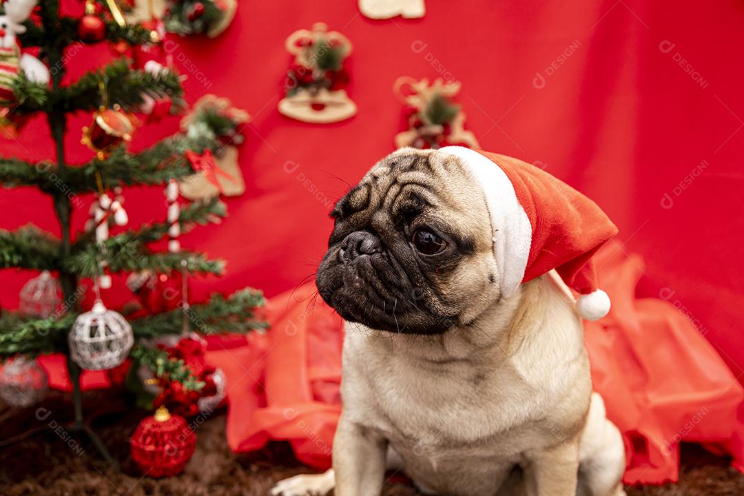 Fotografia de animais de estimação de natal com cachorro pug