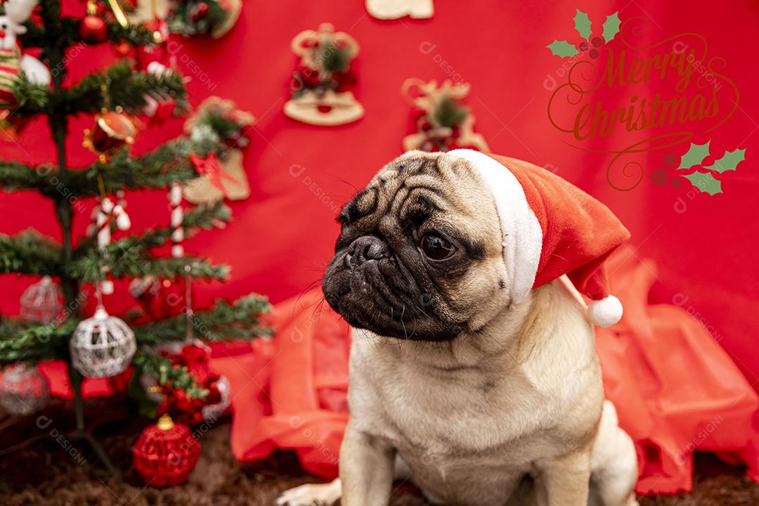 Fotografia de animais de estimação de natal com cachorro pug