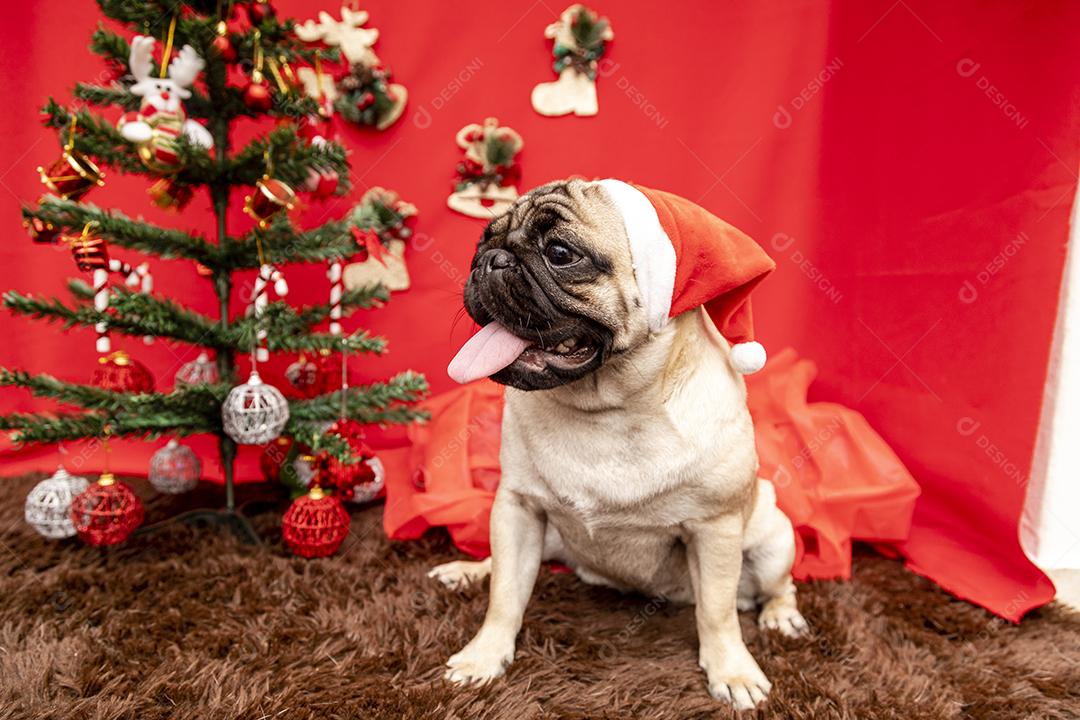 Fotografia de animais de estimação de natal com cachorro pug