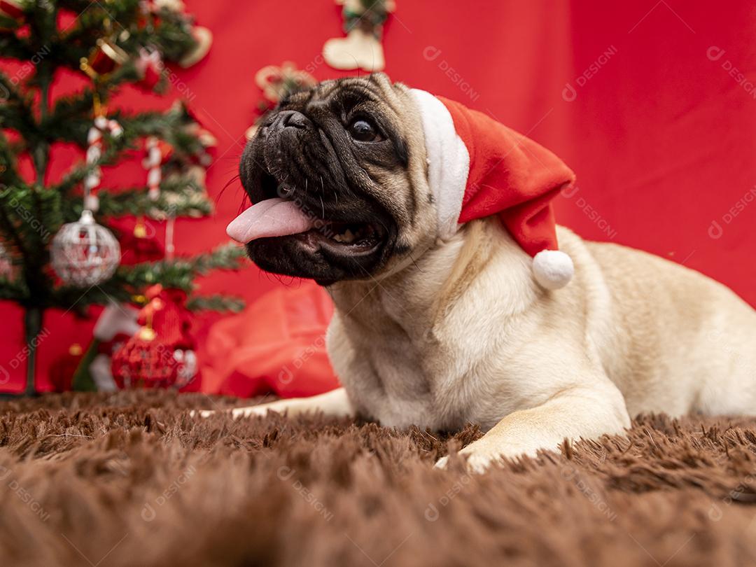Fotografia de animais de estimação de natal com cachorro pug