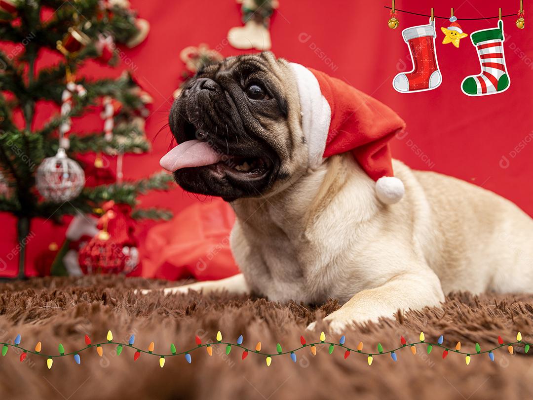Fotografia de animais de estimação de natal com cachorro pug