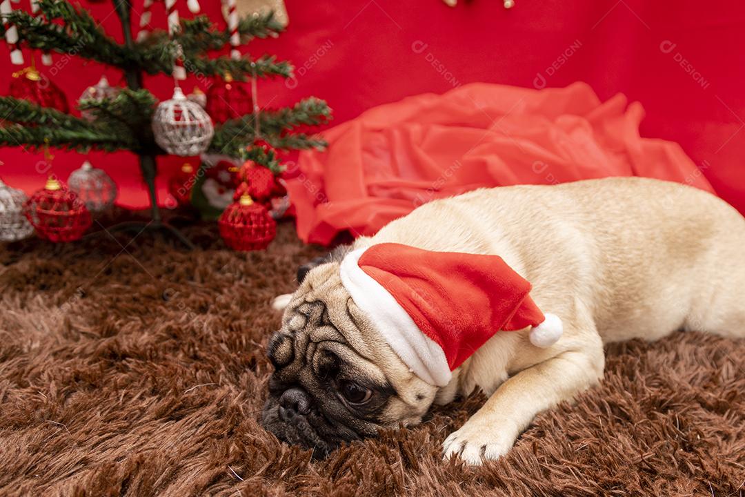 Fotografia de animais de estimação de natal com cachorro pug