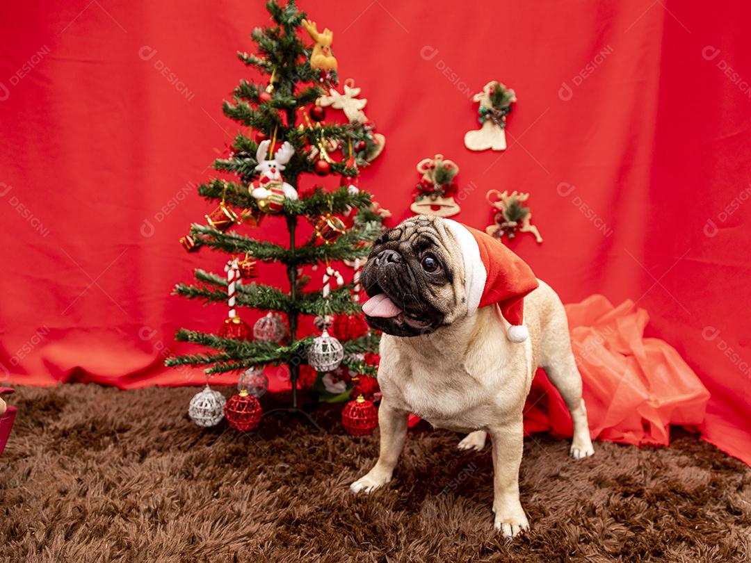 Fotografia de animais de estimação de natal com cachorro pug