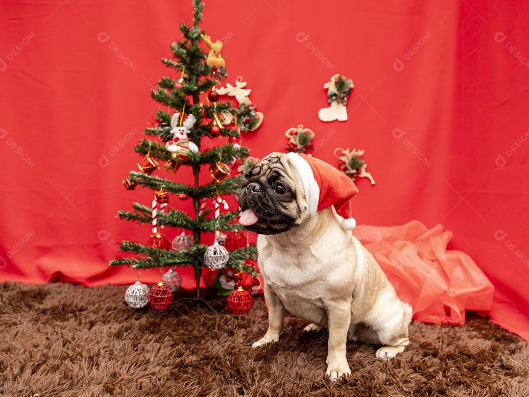 Fotografia de animais de estimação de natal com cachorro pug