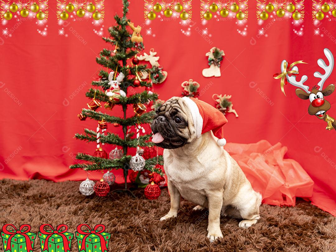 Fotografia de animais de estimação de natal com cachorro pug