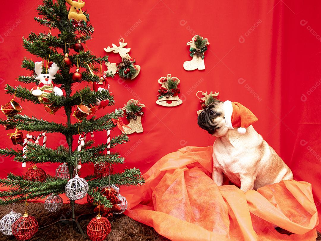 Fotografia de animais de estimação de natal com cachorro pug