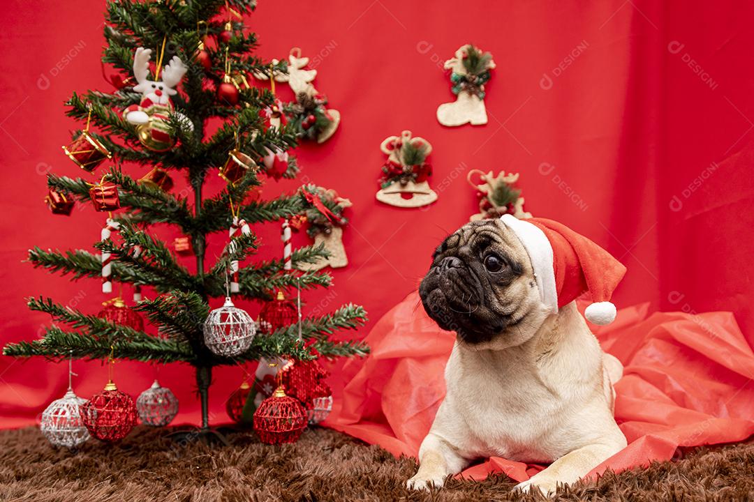 Fotografia de animais de estimação de natal com cachorro pug