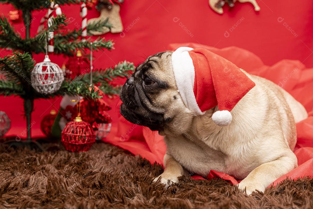 Fotografia de animais de estimação de natal com cachorro pug