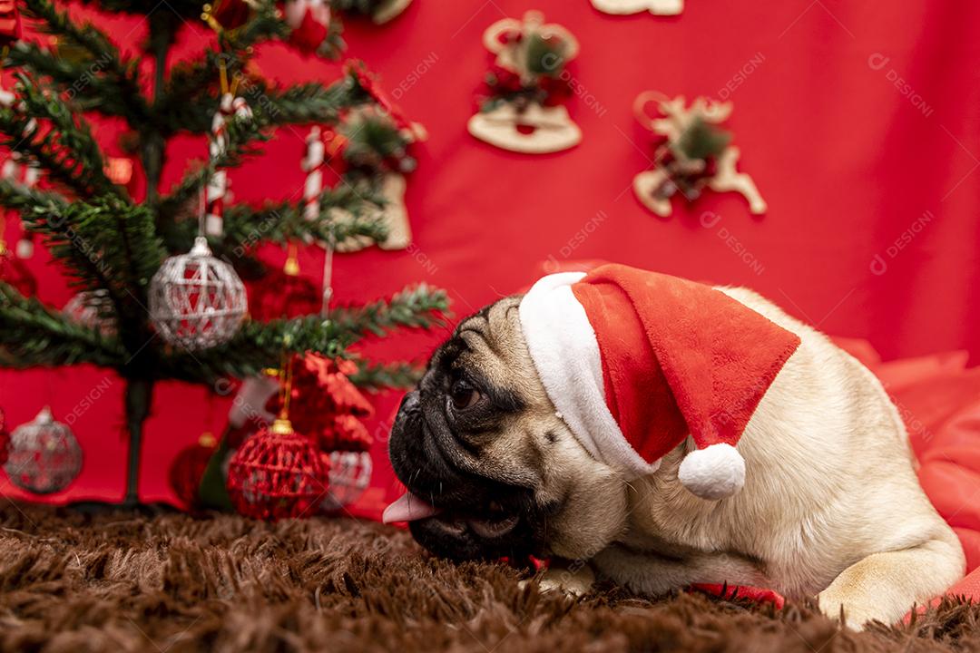 Fotografia de animais de estimação de natal com cachorro pug