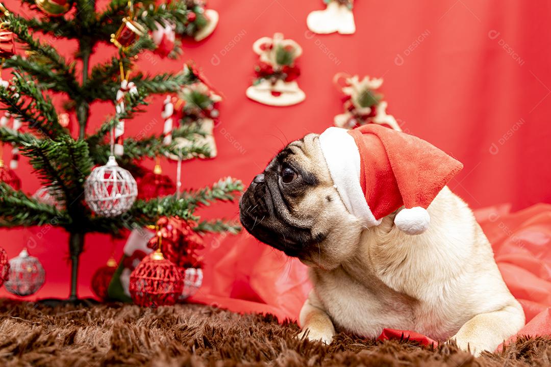Fotografia de animais de estimação de natal com cachorro pug