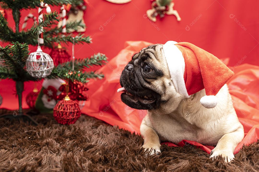 Fotografia de animais de estimação de natal com cachorro pug