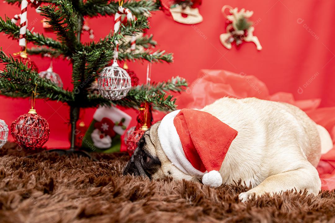 Fotografia de animais de estimação de natal com cachorro pug