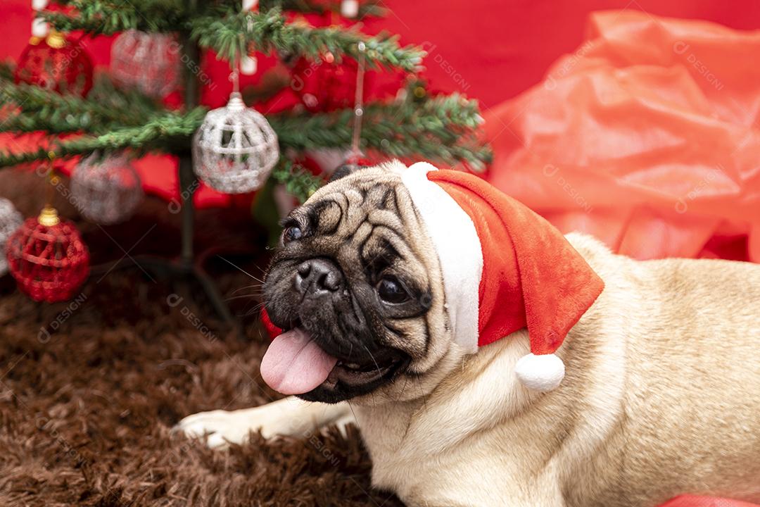 Fotografia de animais de estimação de natal com cachorro pug