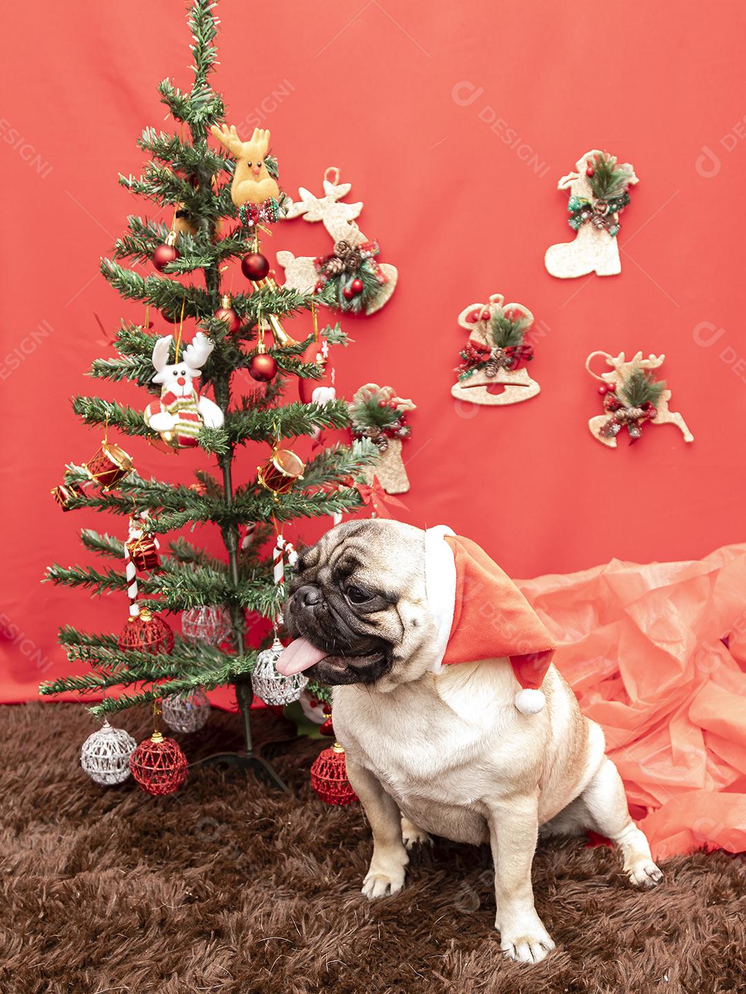Fotografia de animais de estimação de natal com cachorro pug