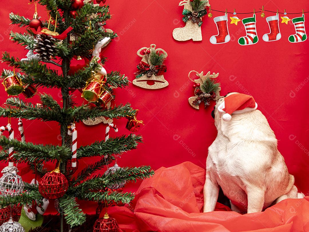 Fotografia de animais de estimação de natal com cachorro pug