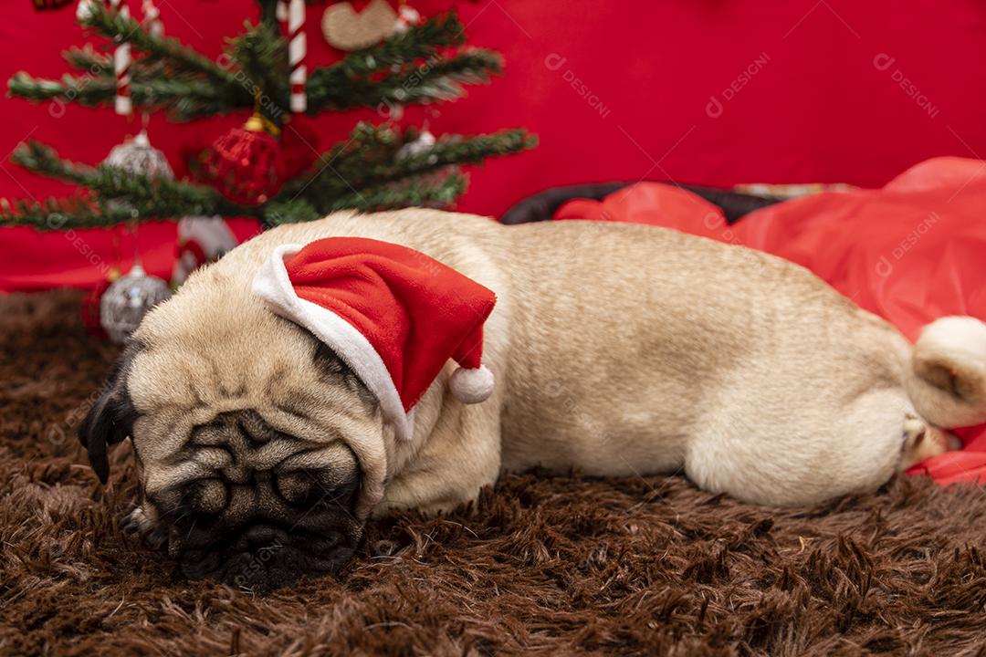 Fotografia de animais de estimação de natal com cachorro pug