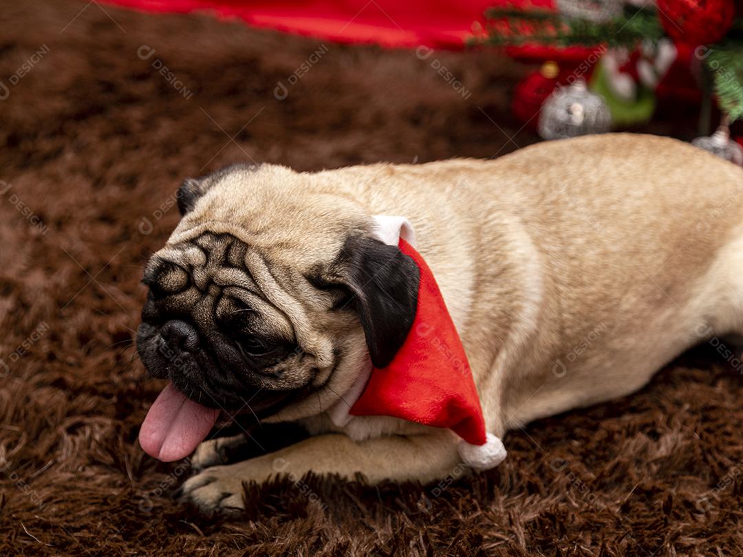 Fotografia de animais de estimação de natal com cachorro pug