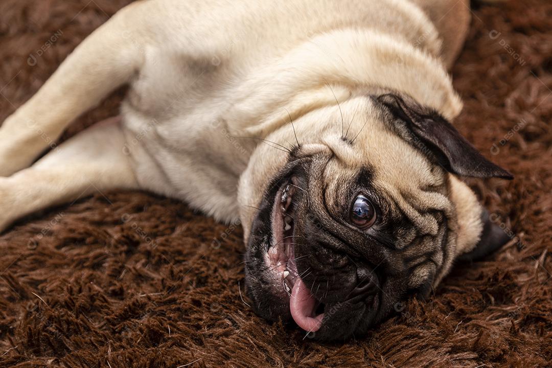 Fotografia de animais de estimação de natal com cachorro pug