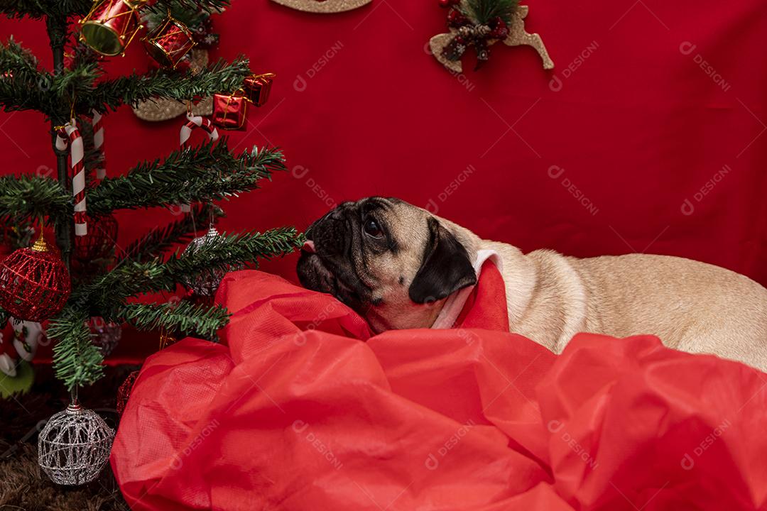 Fotografia de animais de estimação de natal com cachorro pug