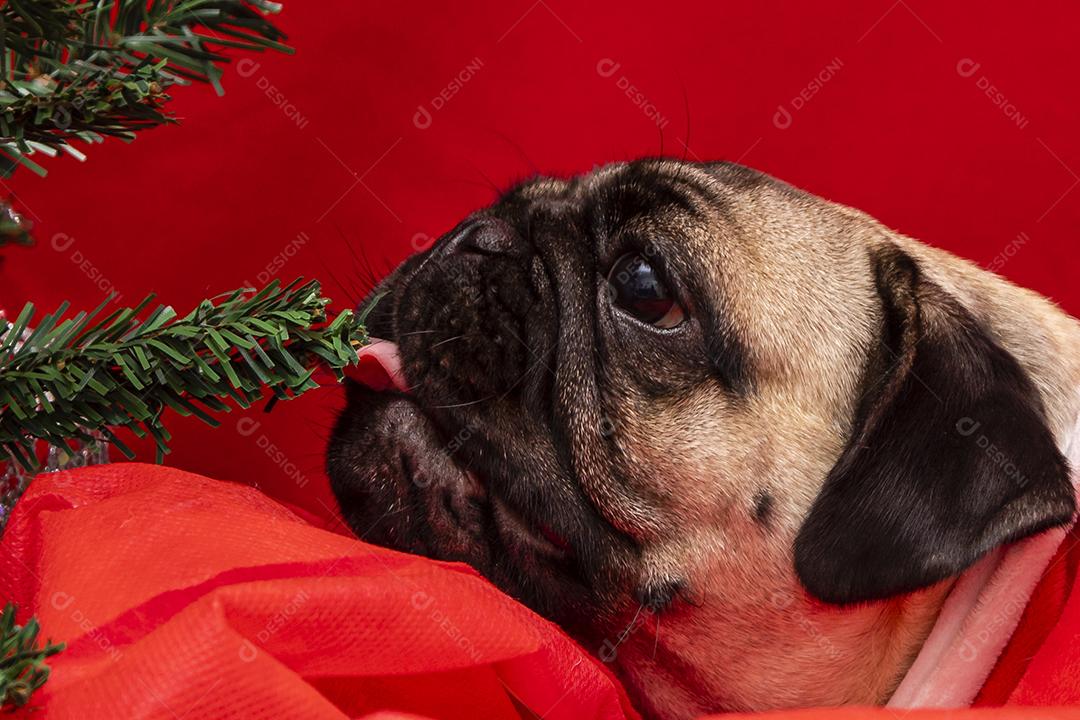 Fotografia de animais de estimação de natal com cachorro pug