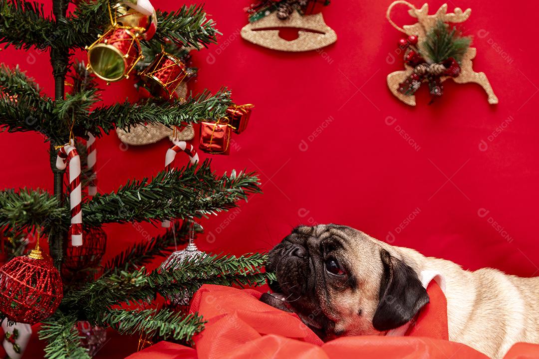 Fotografia de animais de estimação de natal com cachorro pug