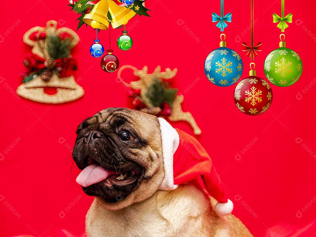 Fotografia de animais de estimação de natal com cachorro pug