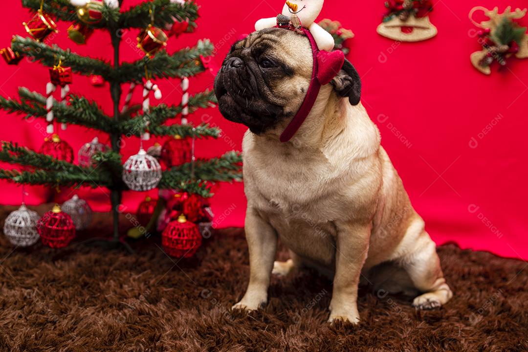 Fotografia de animais de estimação de natal com cachorro pug