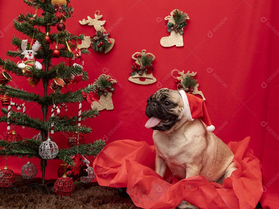 Fotografia de animais de estimação de natal com cachorro pug