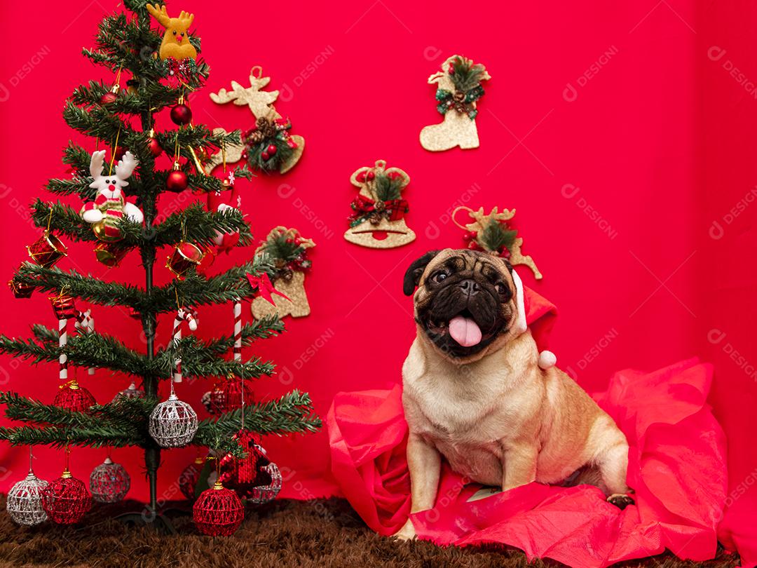 Fotografia de animais de estimação de natal com cachorro pug