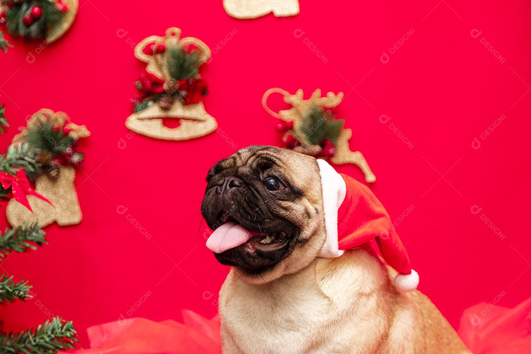 Fotografia de animais de estimação de natal com cachorro pug