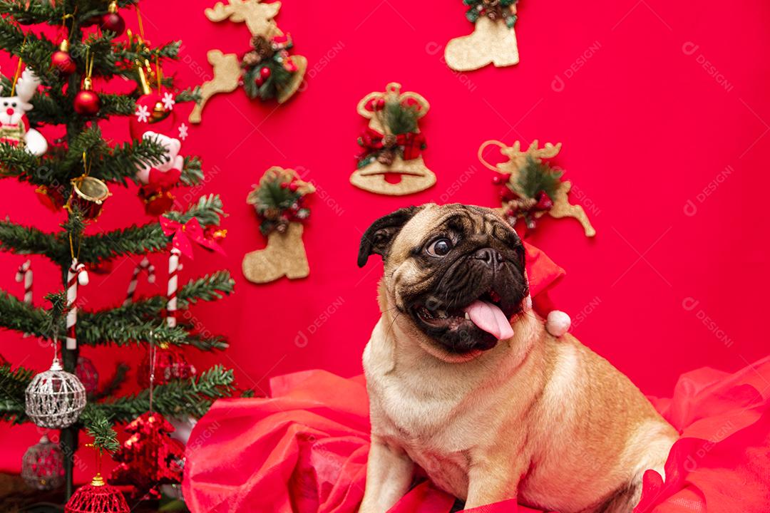 Fotografia de animais de estimação de natal com cachorro pug
