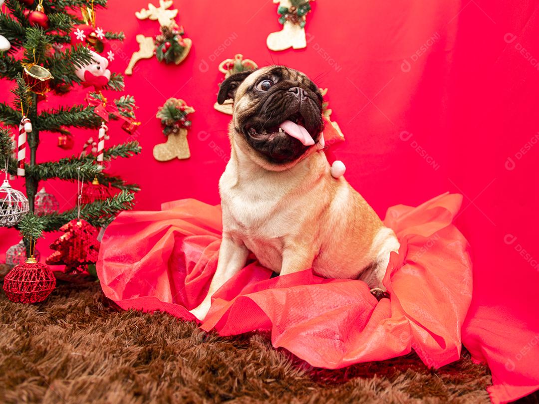 Fotografia de animais de estimação de natal com cachorro pug
