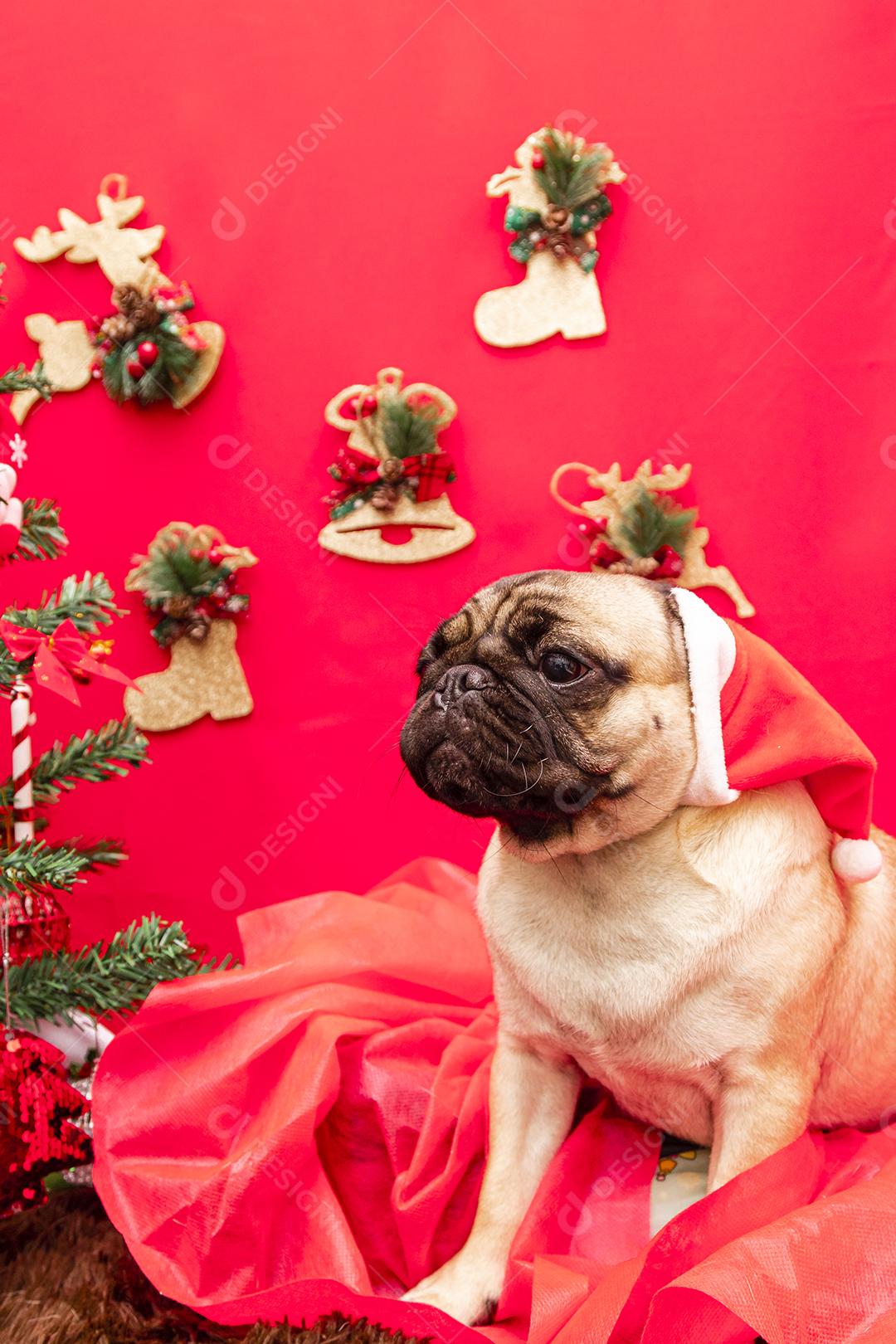 Fotografia de animais de estimação de natal com cachorro pug