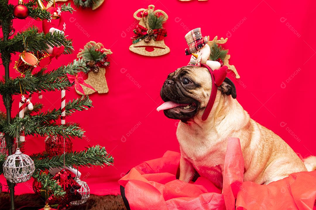 Fotografia de animais de estimação de natal com cachorro pug