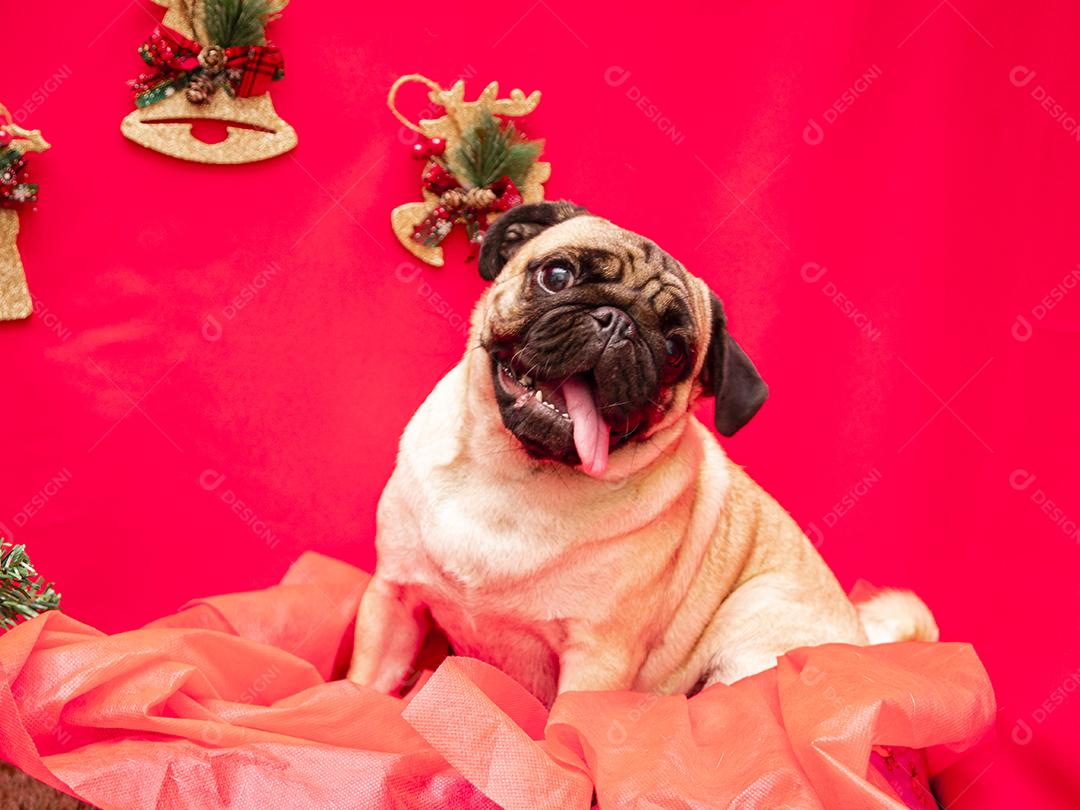 Fotografia de animais de estimação de natal com cachorro pug