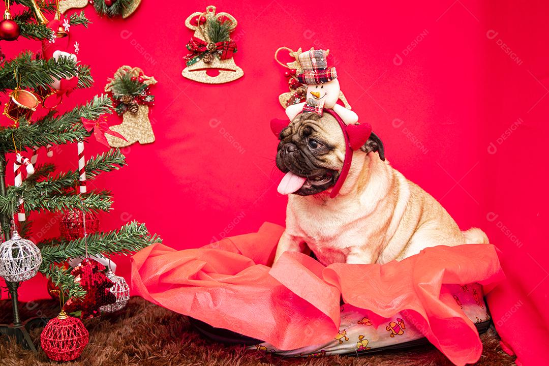 Fotografia de animais de estimação de natal com cachorro pug