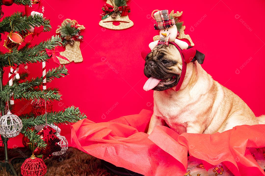Fotografia de animais de estimação de natal com cachorro pug