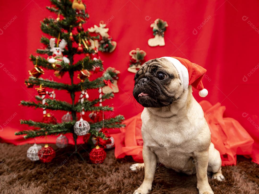 Fotografia de animais de estimação de natal com cachorro pug