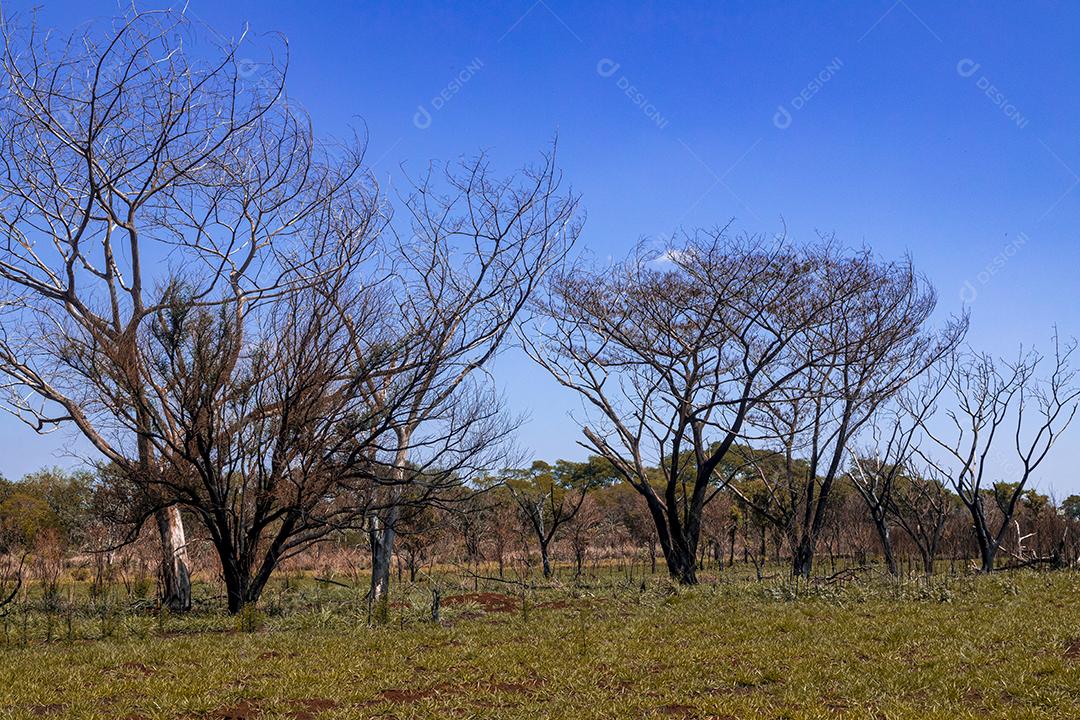 Paisagem arvore sobre floresta dia ensolarado galhos secos