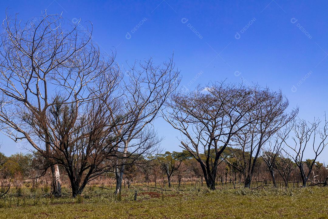 Paisagem arvore sobre floresta dia ensolarado galhos secos