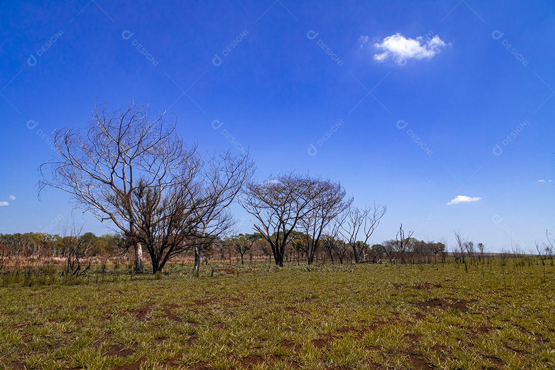 Paisagem arvore sobre floresta dia ensolarado