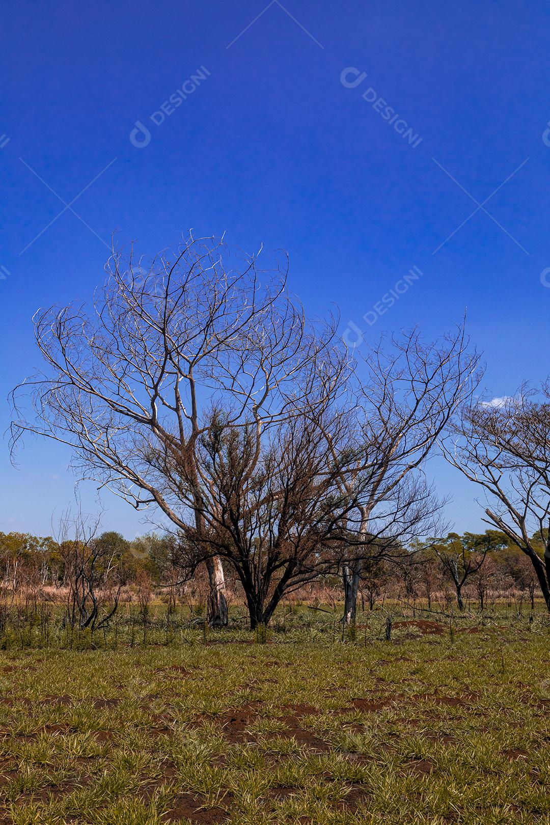 Paisagem arvore sobre floresta dia ensolarado galhos secos