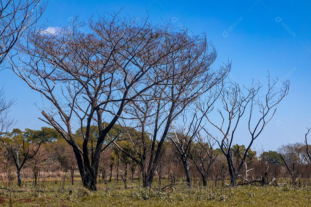 Paisagem arvore sobre floresta dia ensolarado galhos secos