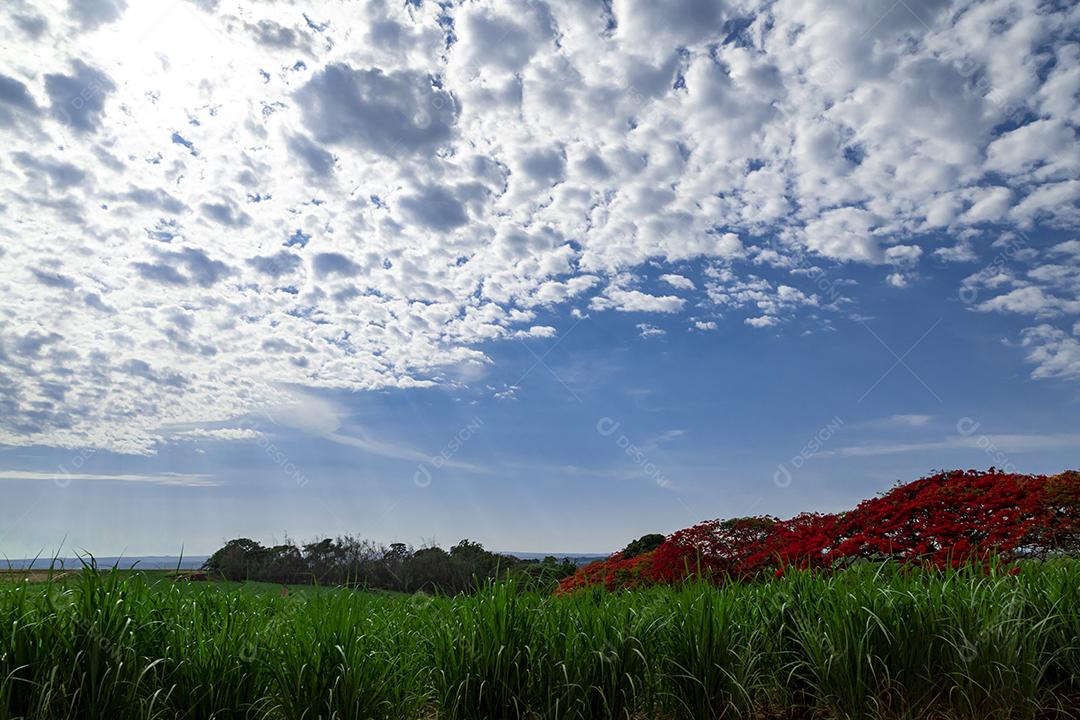 Paisagem céu nublado sobre um lindo campo arvore
