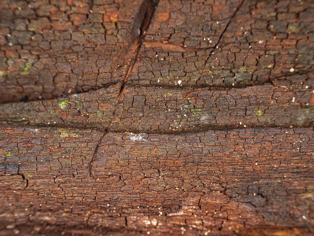 Textura de madeira tronco