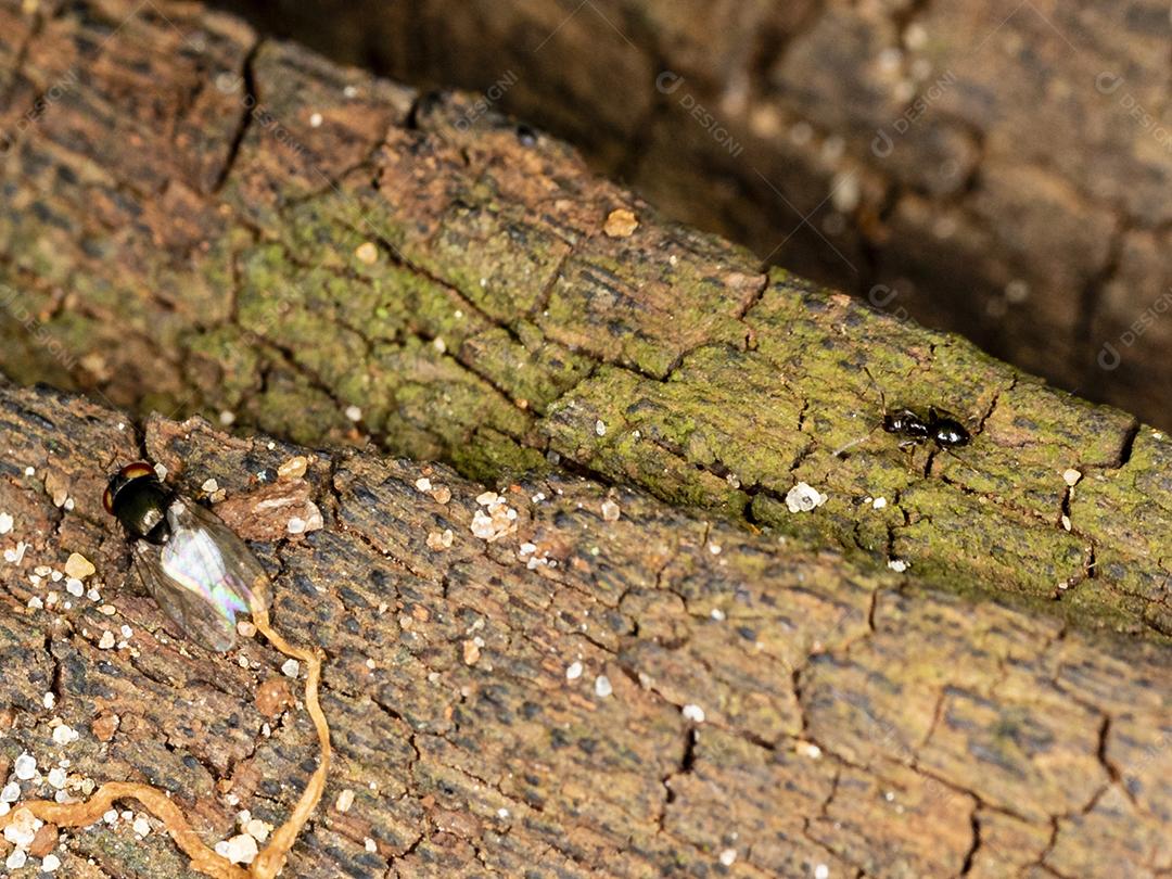 Textura de madeira tronco