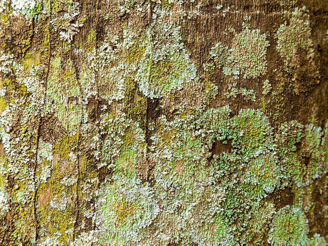 Tabua de madeira arvore floresta galhos casca pau