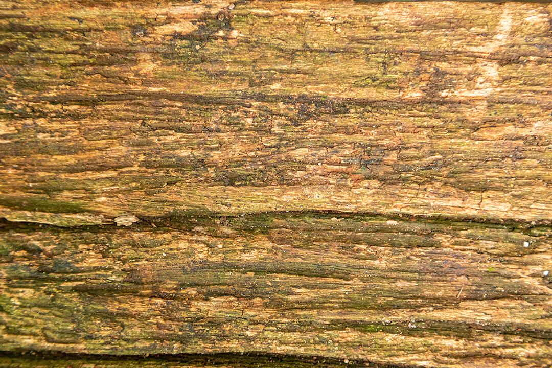 Tabua de madeira arvore floresta galhos casca pau