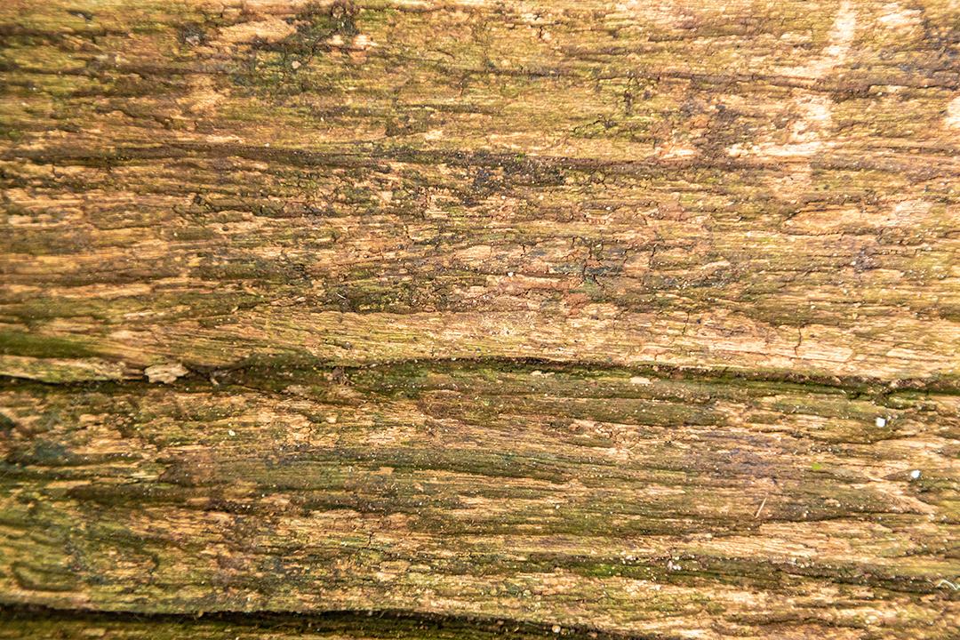 Wooden plank tree forest twigs bark pau