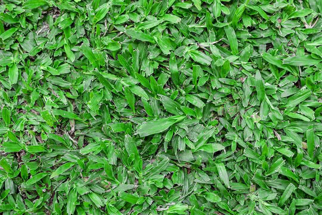 Paisagem arvore sobre floresta dia ensolarado